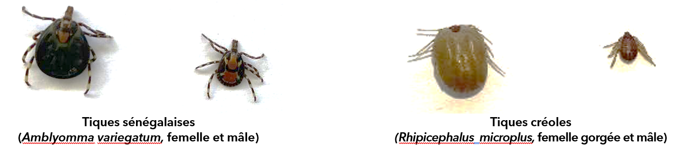 Tiques senegalaises et créoles.png