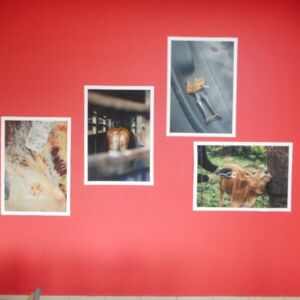 Projet ANR GWADASAFEMEAT Exposition an ba mango Duclos Petit-Bourg 08 07 2026 MJM UR ASSET (5).jpg