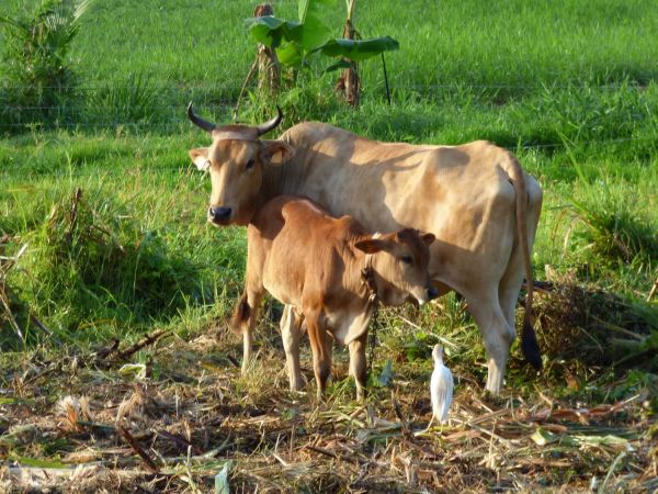 Vache et Veau Kréyol'Inov Duclos Petit-Bourg 05 05 2023 MJM ASSET-min.jpg