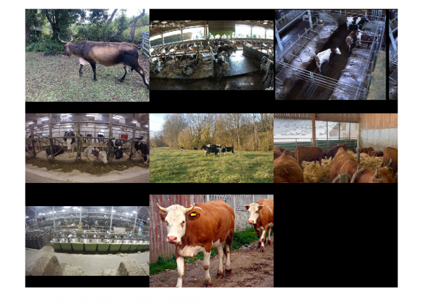 Exemple-Annotée-Cow