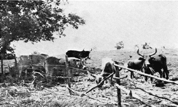 Bovin Créole Engraissement 1974.png