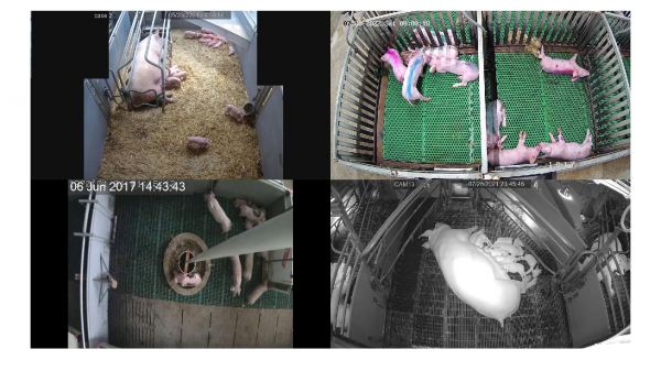 Exemple-Annotée-Pig