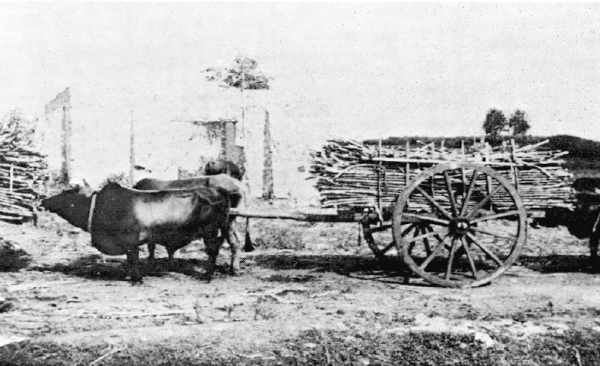 Bovin Créole transport 1974.png