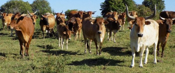 Vaches et veaux Créole, troupeau de PTEA Gardel, Le Moule, en 2017 M. Moutoussamy.jpg